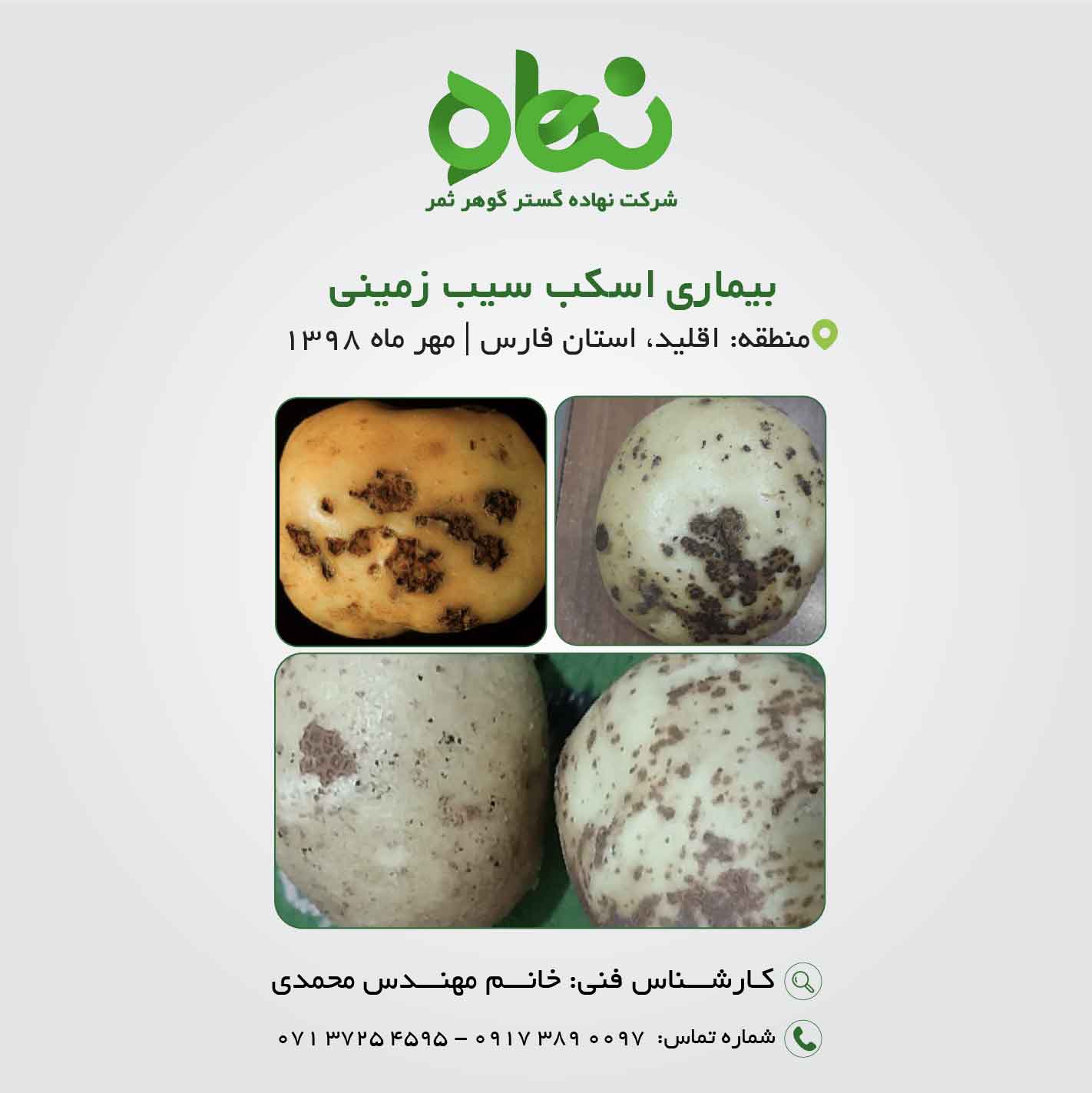 بیماری اسکب سیب زمینی